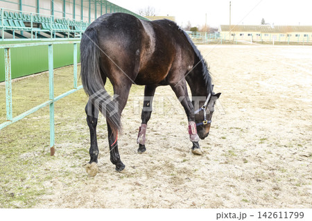 The horse walked around the stadium The horse walked around the stadium 142611799