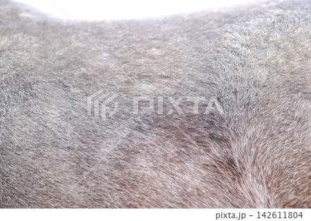 The skin of the horses up close. Brown horse. 142611804