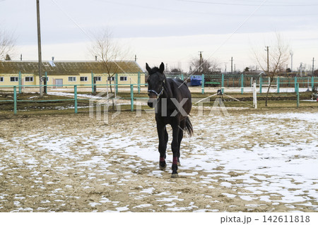 The horse walked around the stadium 142611818
