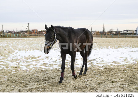 The horse walked around the stadium The horse walked around the stadium 142611829