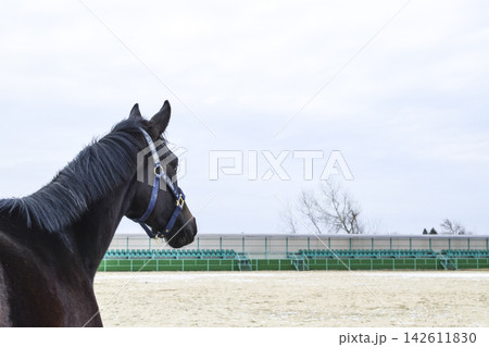 The horse walked around the stadium The horse walked around the stadium 142611830