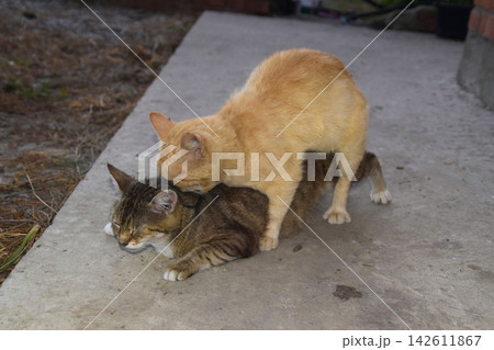Mating domestic cats 142611867