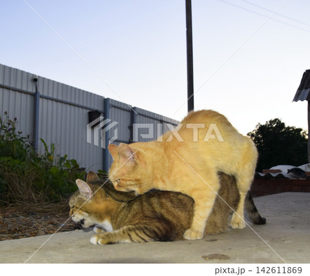Mating domestic cats Mating domestic cats 142611869