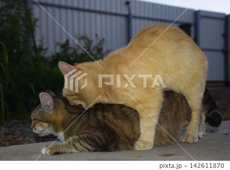 Mating domestic cats 142611870