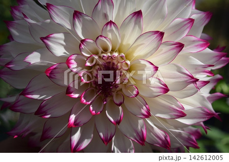 ダリアの花 142612005