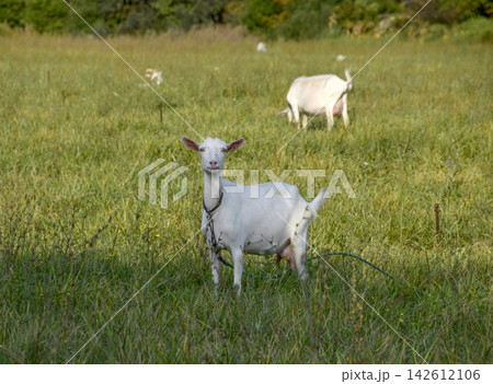 Goats grazing in the meadow Goats grazing in the meadow 142612106