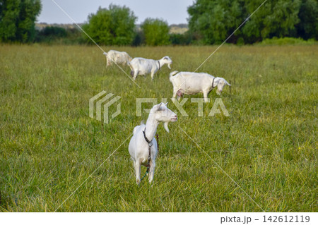 Goats grazing in the meadow Goats grazing in the meadow 142612119