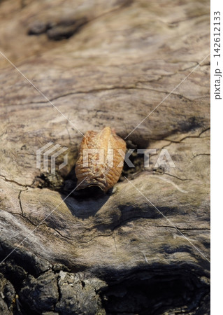 Ootheca mantis on a tree stump. The eggs of the insect laid in the cocoon for the winter are laid 142612133