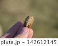 Pile of mantis in the human hand. Inspection ootheca. The eggs of the insect laid in the cocoon for the winter are laid 142612145