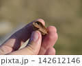 Pile of mantis in the human hand. Inspection ootheca. The eggs of the insect laid in the cocoon for the winter are laid 142612146