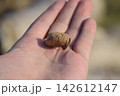 Pile of mantis in the human hand. Inspection ootheca. The eggs of the insect laid in the cocoon for the winter are laid 142612147