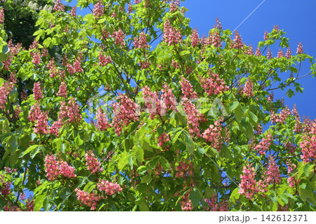 パリのAlbert 1er広場に咲くマロニエの花(2021年4月25日) パリのAlbert 1er広場に咲くマロニエの花(2021年4月25日) 142612371