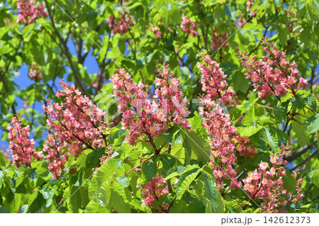パリのAlbert 1er広場に咲くマロニエの花(2021年4月25日) パリのAlbert 1er広場に咲くマロニエの花(2021年4月25日) 142612373