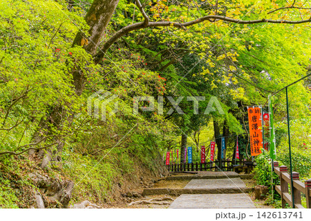 【栃木県】ヤマツツジが咲いた唐澤山神社 境内 【栃木県】ヤマツツジが咲いた唐澤山神社 境内 142613741