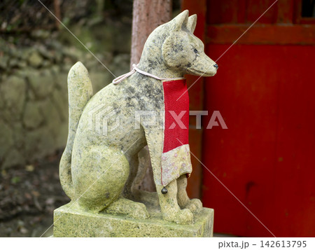赤い前掛けを付けた稲荷神社の狛狐 142613795