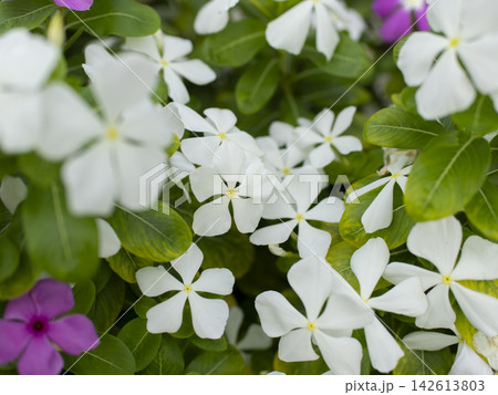 花壇に咲いた白いニチニチソウの花 花壇に咲いた白いニチニチソウの花 142613803