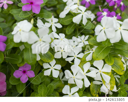 花壇に咲いた白いニチニチソウの花 花壇に咲いた白いニチニチソウの花 142613805