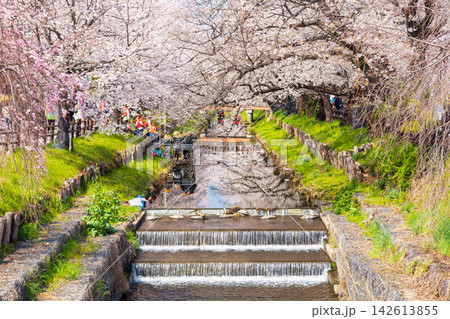 小江戸川越の春 桜の名所 新河岸川桜並木(誉桜) 小江戸川越の春 桜の名所 新河岸川桜並木(誉桜) 142613855