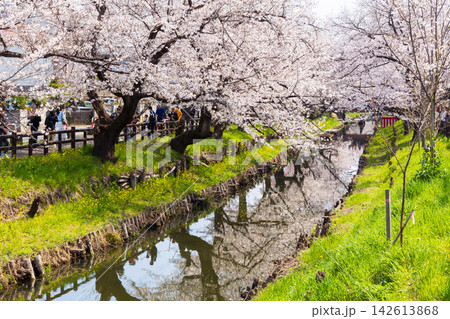小江戸川越の春 桜の名所 新河岸川桜並木(誉桜) 小江戸川越の春 桜の名所 新河岸川桜並木(誉桜) 142613868