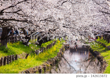 小江戸川越の春 桜の名所 新河岸川桜並木(誉桜) 小江戸川越の春 桜の名所 新河岸川桜並木(誉桜) 142613872