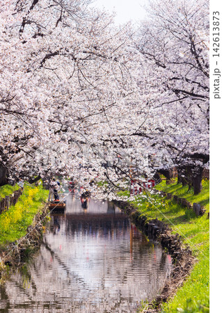 小江戸川越の春 桜の名所 新河岸川桜並木(誉桜) 小江戸川越の春 桜の名所 新河岸川桜並木(誉桜) 142613873