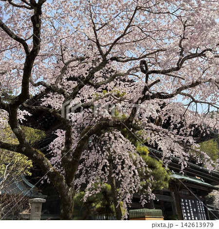 山門の前に咲く桜 山門の前に咲く桜 142613979