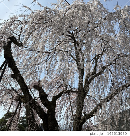 青空に映える満開の枝垂れ桜 142613980