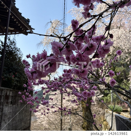 山門から見る桜 142613981