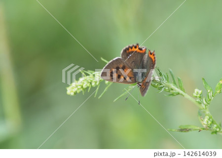 ベニシジミと草 ベニシジミと草 142614039