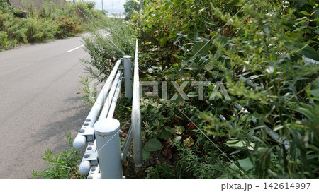 雑草に覆われ通ることのできない歩行者通路と道路脇のガードパイプ 手すり 雑草に覆われ通ることのできない歩行者通路と道路脇のガードパイプ 手すり 142614997