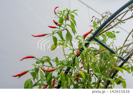 Chilli peppers growing on plastic pergola. They are used as spices or as vegetables, and also have some use in medicine. 142615816
