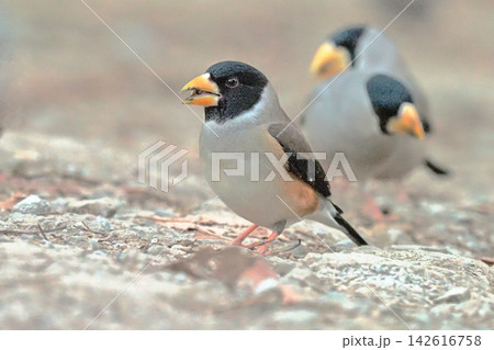 コイカル(オス)と奥はイカル コイカル(オス)と奥はイカル 142616758