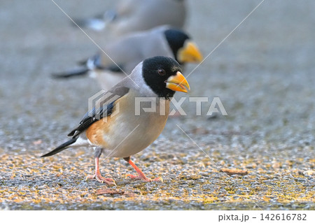 コイカル(オス)と奥はイカル コイカル(オス)と奥はイカル 142616782