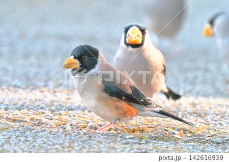 コイカル(オス)と奥はイカル コイカル(オス)と奥はイカル 142616939