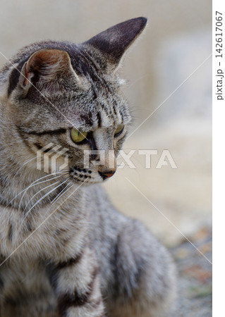 何かを見つめる猫 142617067