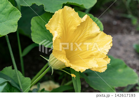 南瓜の花 142617193