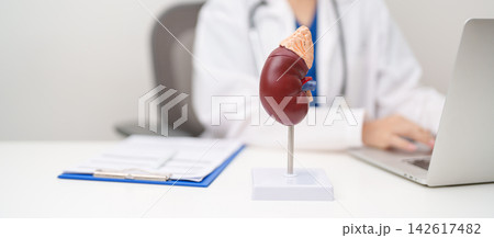 Doctor with Kidney Adrenal gland anatomy model. disease of Urinary system and Stones, Cancer, world kidney day, Chronic kidney, Urology, Nephritis, Renal, Transplant and health concept 142617482
