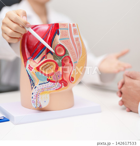 Doctor with Male Reproductive System anatomy model. Male consultation, Prostate Cancer, Enlarged prostate, Prostatitis disease, Male Infertility, Erectile dysfunction, Penis and Male genital disorder 142617533
