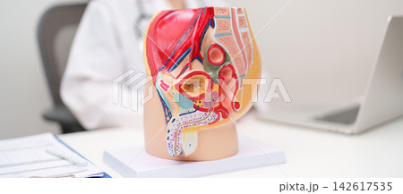 Doctor with Male Reproductive System anatomy model. Male consultation, Prostate Cancer, Enlarged prostate, Prostatitis disease, Male Infertility, Erectile dysfunction, Penis and Male genital disorder 142617535