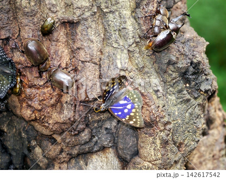 オオムラサキとカブトムシ オオムラサキとカブトムシ 142617542