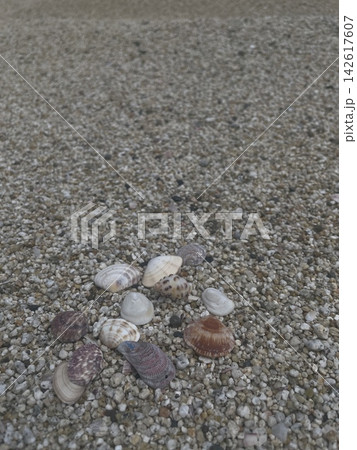 砂浜に転がる貝殻 142617607