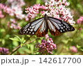 秋の七草フジバカマに、アサギマダラが飛来する秋の風景 142617700