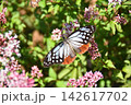 秋の七草フジバカマに、アサギマダラが飛来する秋の風景 142617702