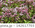 秋の七草フジバカマ、いにしえからの日本の草花 142617703