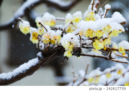 積雪に耐えて咲く黄色いロウバイ(蝋梅)の花と枝 積雪に耐えて咲く黄色いロウバイ(蝋梅)の花と枝 142617739