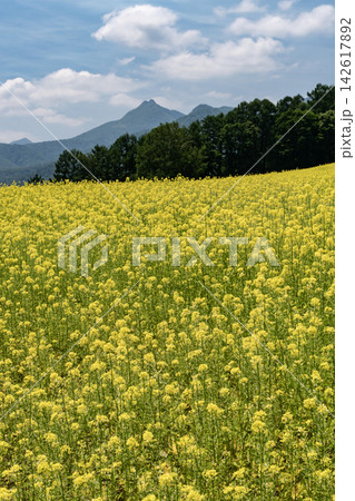 キカラシの花咲く丘 キカラシの花咲く丘 142617892
