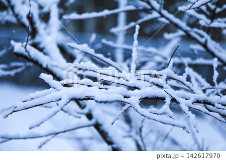 降り積もる雪に覆われた樹木の枝と静かな冬の風景 降り積もる雪に覆われた樹木の枝と静かな冬の風景 142617970