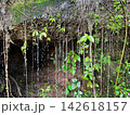 Water droplets dripping from green mossy rock wall covered with plant roots and vines. Beautiful natural wet rainforest background representing ecology, freshness, and moisture. 142618157