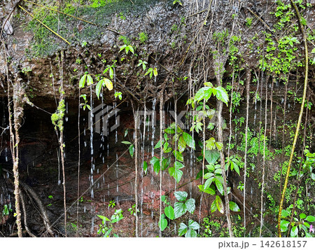 Water droplets dripping from green mossy rock wall covered with plant roots and vines. Beautiful natural wet rainforest background representing ecology, freshness, and moisture. Water droplets dripping from green mossy rock wall covered with plant roots and vines. Beautiful natural wet rainforest background representing ecology, freshness, and moisture. 142618157