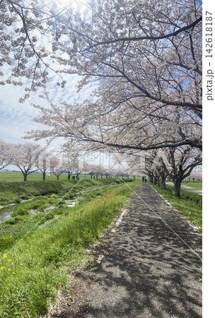 春を感じる桜並木の道 春を感じる桜並木の道 142618187